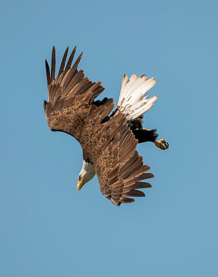 Bald Eagle Dive Photograph by Loree Johnson