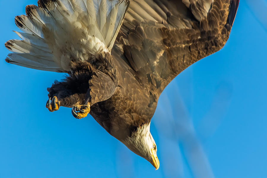 Bald Eagle Dive Photograph by Marc Crumpler