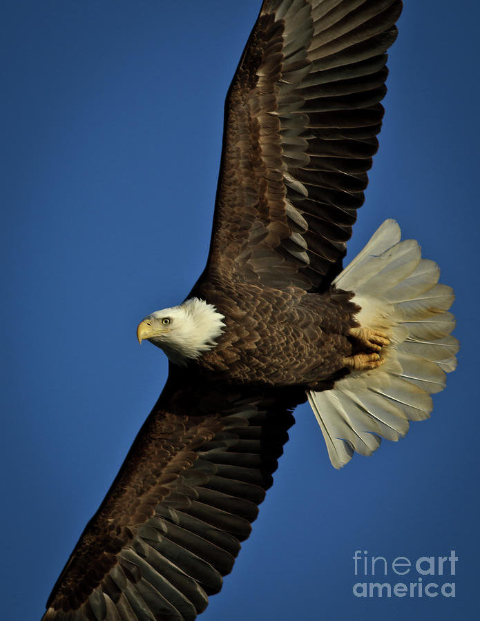 Bald Eagle Photograph by Douglas Stucky