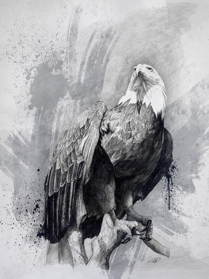 Eagle Drawing - Bald Eagle Drawing by Steve Goad