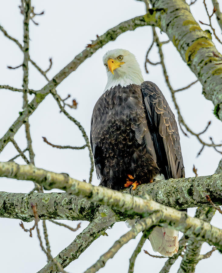 Bald Eagle - eagle eyes Photograph by David Lee