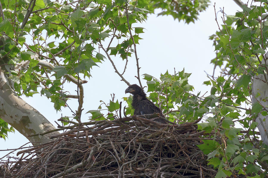 Bald Eagle Eaglet  Photograph by Susan Rissi Tregoning