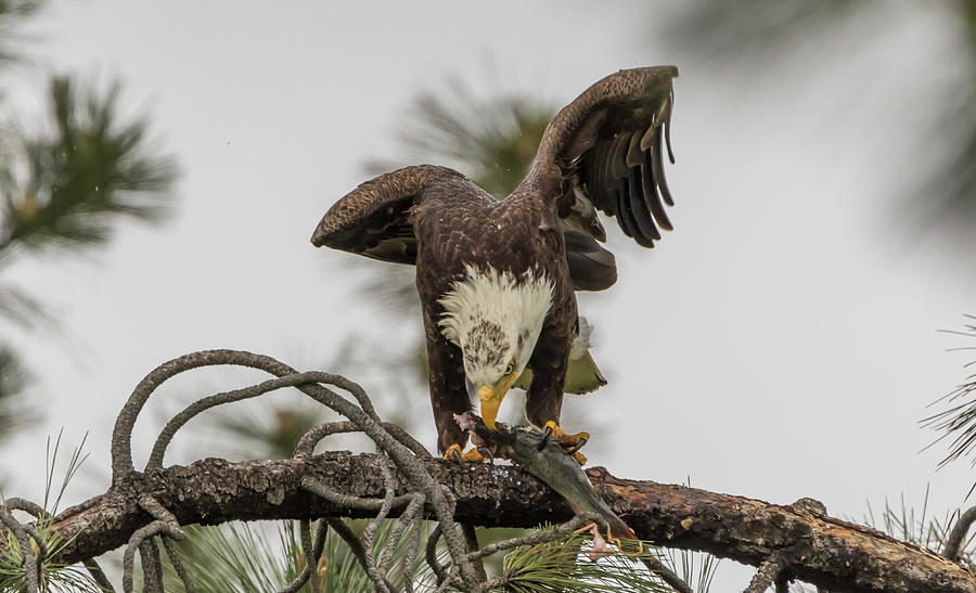 Bald Eagle Eating Fish Photograph by Marc Crumpler