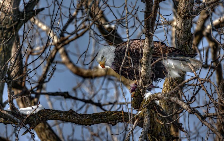 Bald Eagle Eating Fish Photograph by Ray Congrove