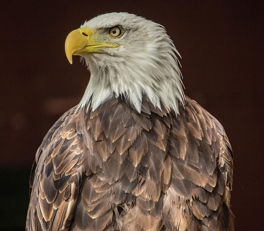 Bald Eagle  Photograph by Ed James