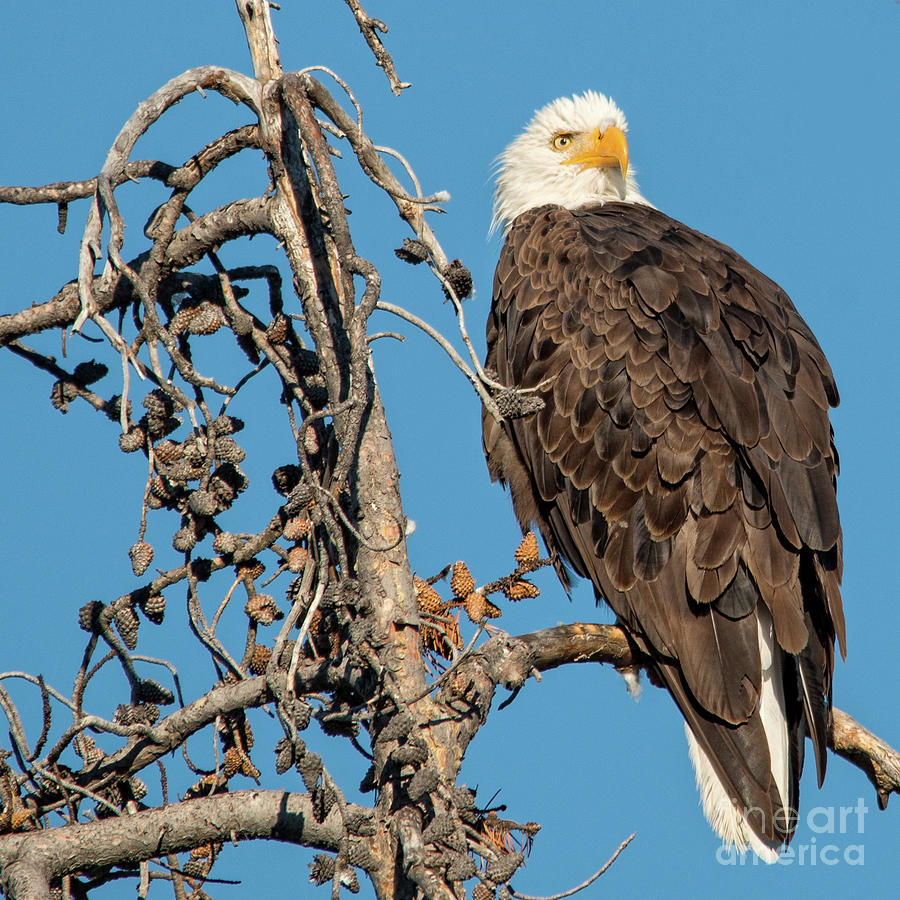 Bald Eagle Photograph by Ed McDermott