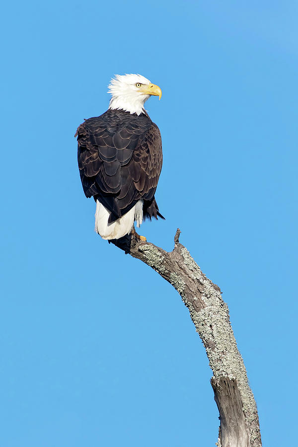 Bald Eagle Photograph by Eilish Palmer