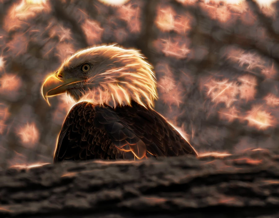 Bald Eagle Electrified Digital Art by Flees Photos