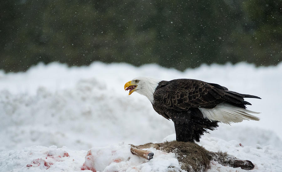 Bald Eagle Photograph by Elizabeth Waitinas