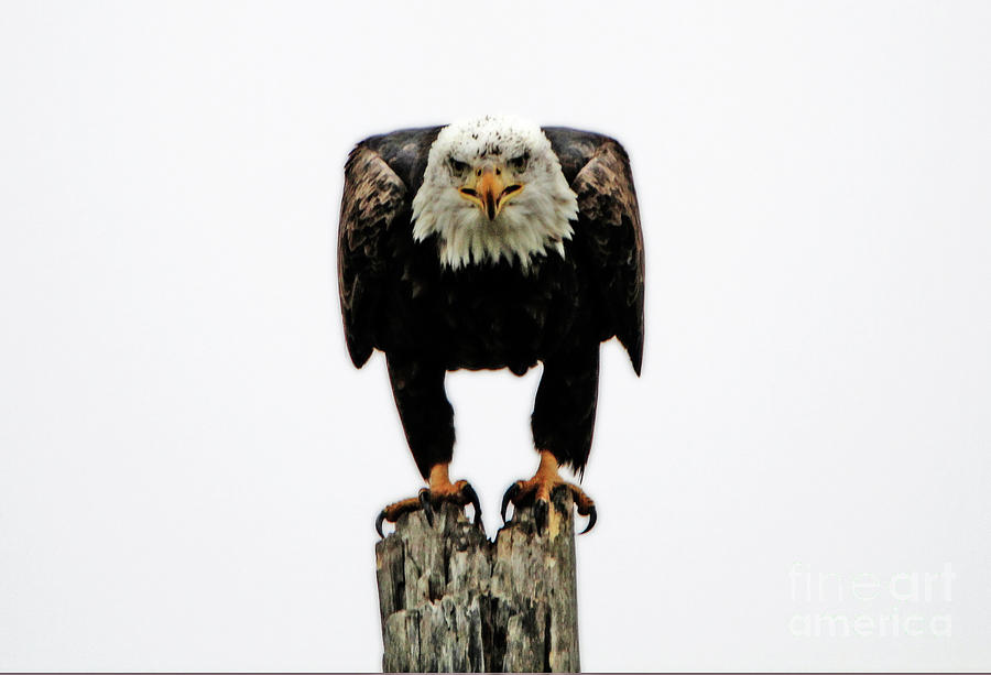 Bald Eagle Photograph by Elizabeth Winter