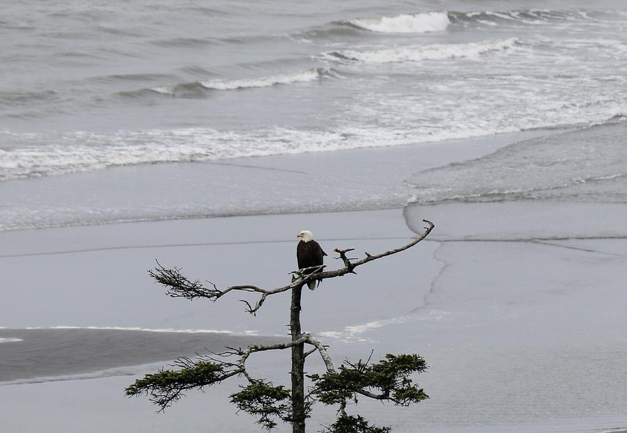Bald Eagle Enjoying the Coast  Photograph by Christy Pooschke
