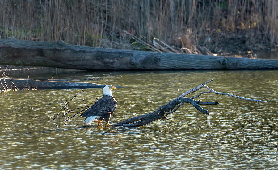 Bald Eagle enjoying the sunlight on a log in a pond Photograph by Patrick Wolf