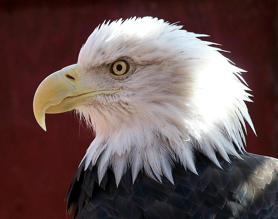 Bald Eagle Photograph by Ernest Echols