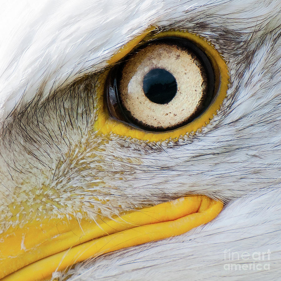 Bald Eagle Eye Photograph by Eyeshine Photography