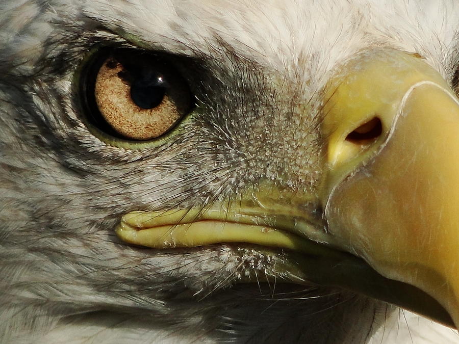 Eagle Photograph - Bald Eagle Eye by Liz Vernand