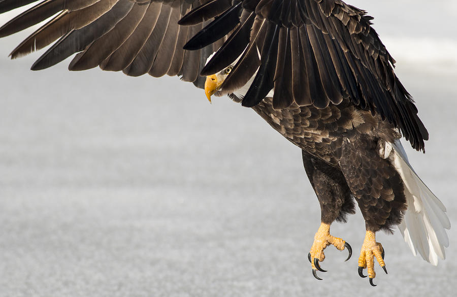 eagle eyes eagle eyes