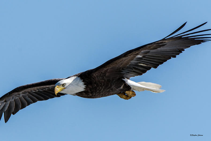 Bald Eagle Eyeing a Fish Photograph by Stephen Johnson