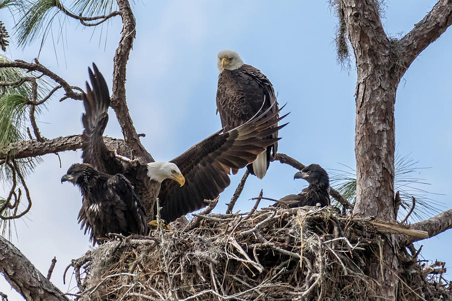 Bald Eagle Family Photograph by Phil Stone