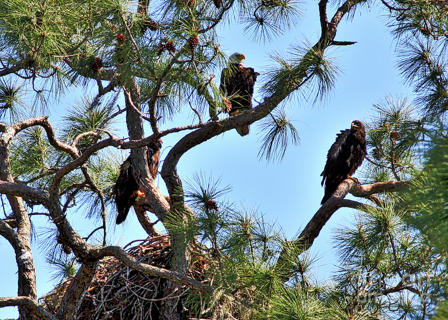 Bald Eagle Family with Nest Photograph by Carol Groenen