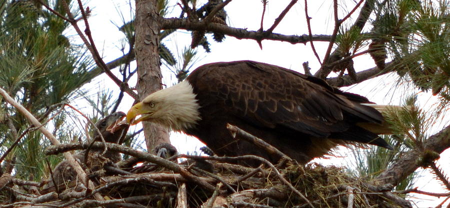 Bald Eagle feeding it babies Photograph by Brenda Williamson - Pixels