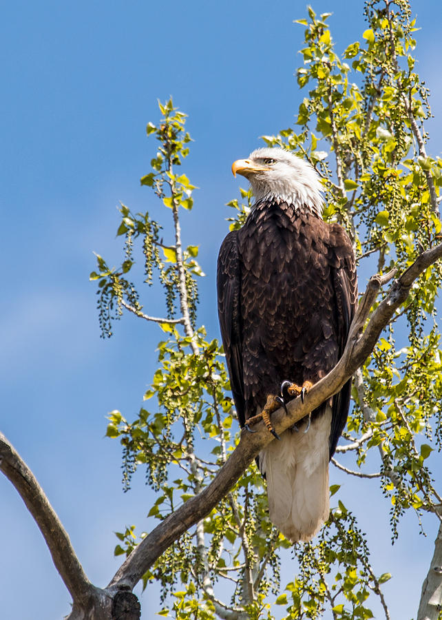 Bald Eagle Female Photograph by Dawn Key