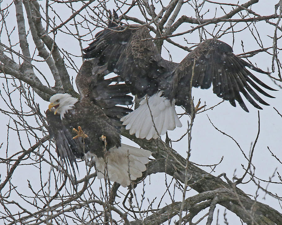 Bald Eagle Fight Photograph by Mike Dickie - Pixels