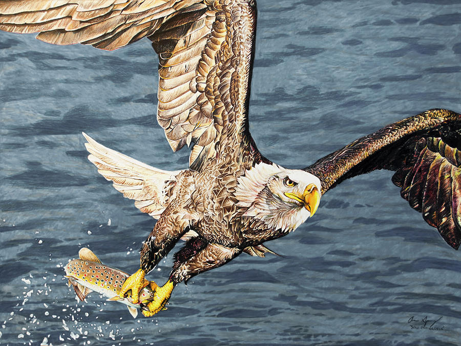 Bald Eagle fishing  Drawing by Aaron Spong