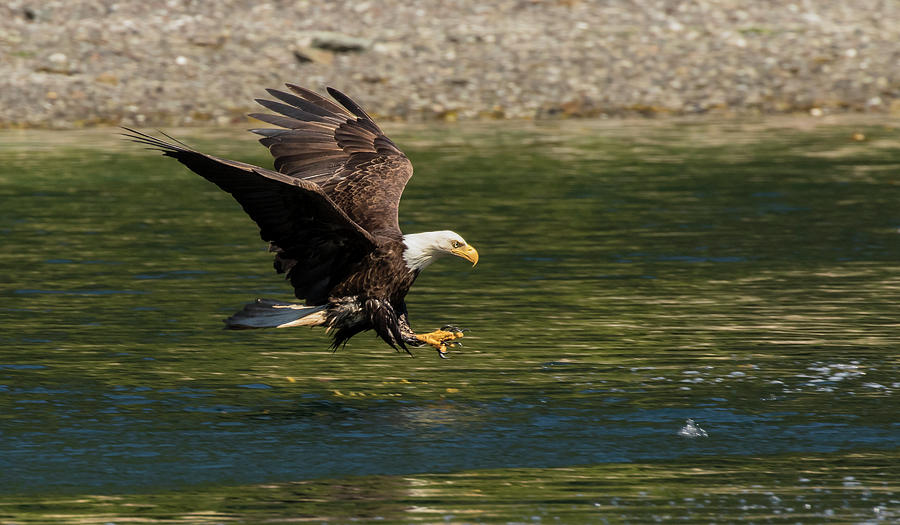 Bald Eagle Fishing Photograph by Inge Riis McDonald