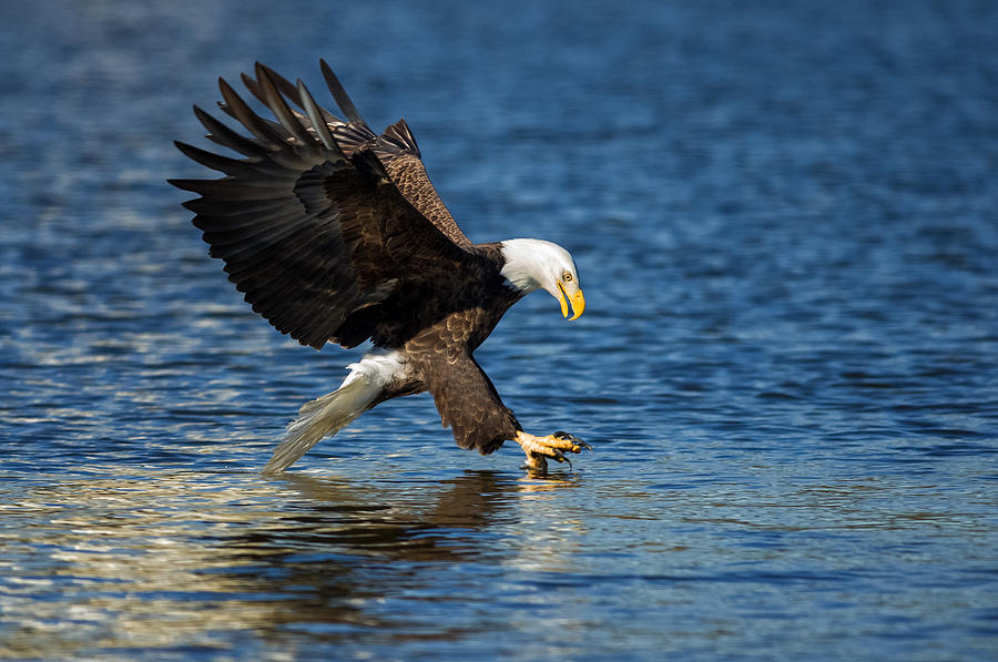 Bald Eagle Fishing Photograph by Lori Coleman