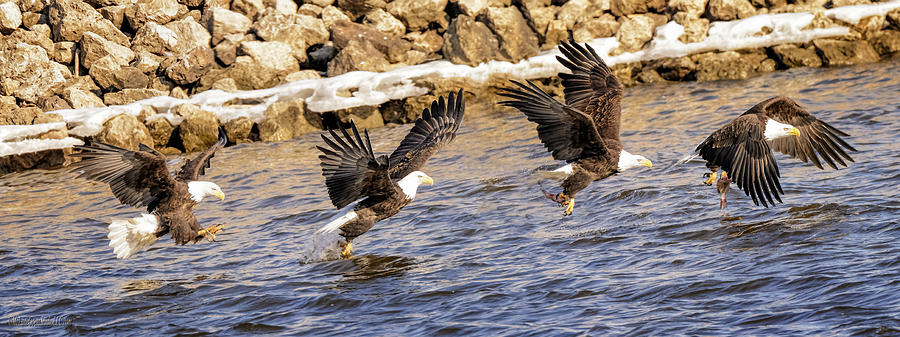 Bald Eagle Fishing Pano Photograph by LeeAnn McLaneGoetz McLaneGoetzStudioLLCcom