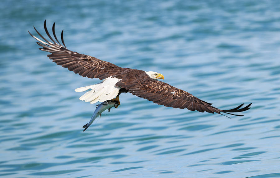 Bald Eagle Fishing Photograph