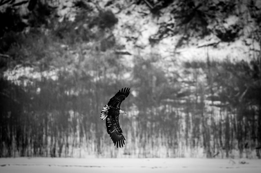 Bald Eagle Flare Photograph by Jeff Phillippi