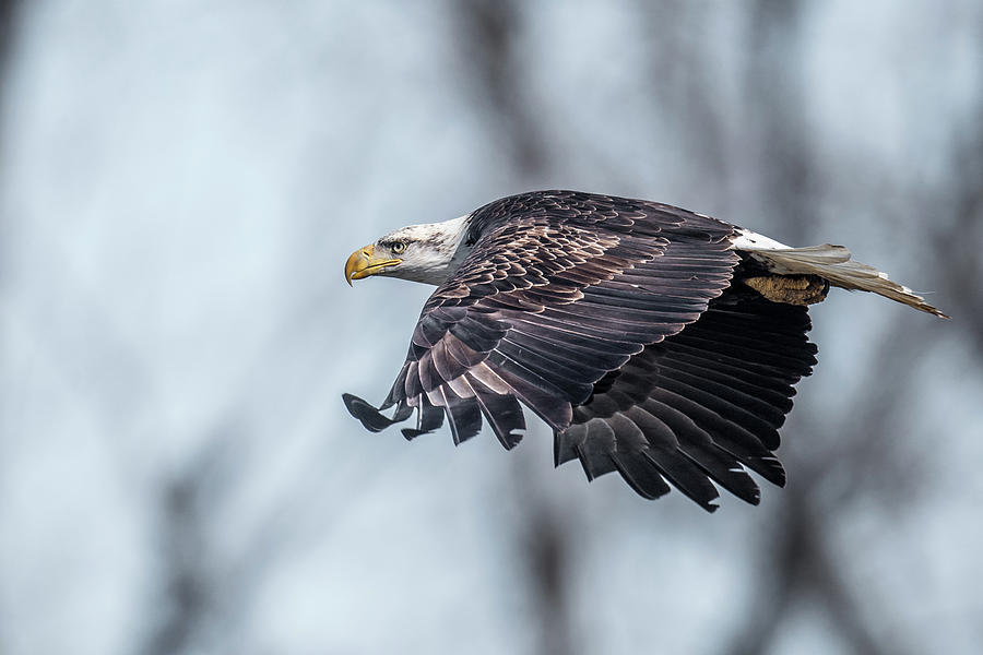 Bald Eagle Flared Wing Tips Photograph by Paul Freidlund
