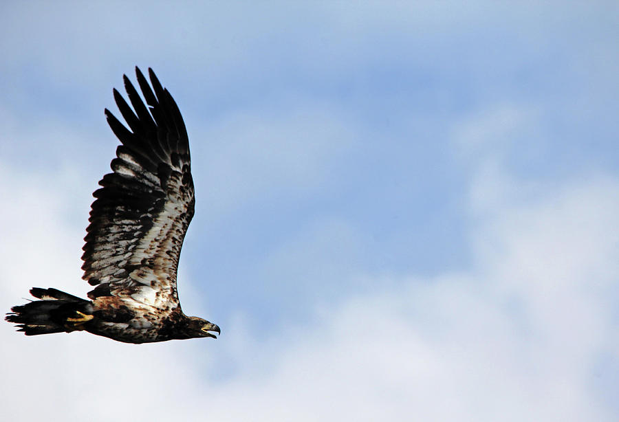 Bald Eagle Fledgling Photograph by Debbie Oppermann