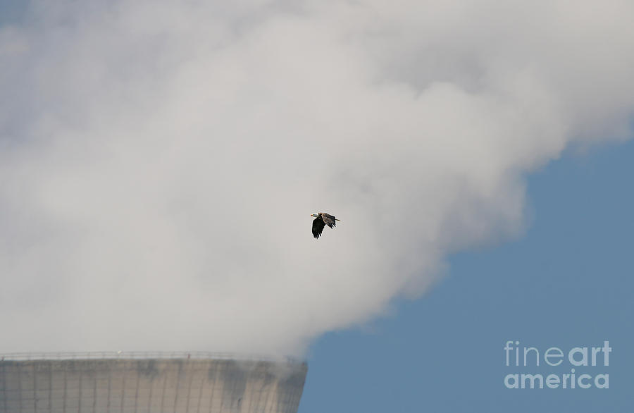 Bald Eagle flies by Davis Besse  8505 Photograph by Jack Schultz