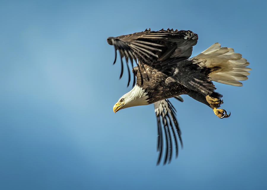 Bald Eagle Flight 1 Photograph by Dawn Key