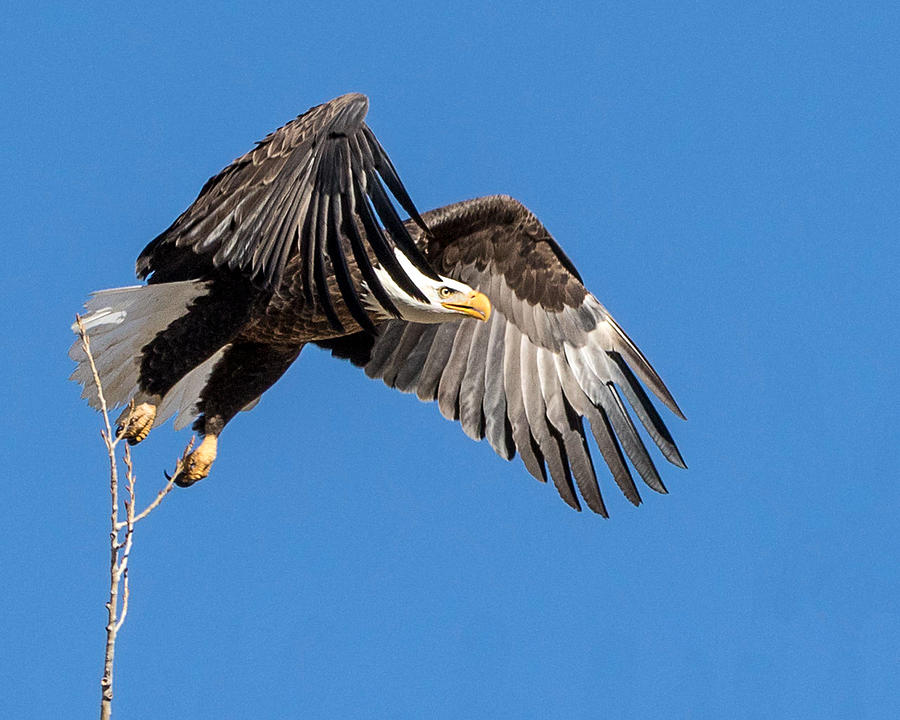 Bald Eagle Flight 3 Photograph by Dawn Key