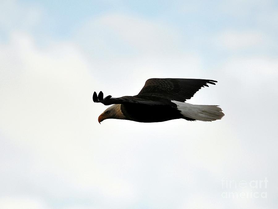 Eagle Photograph - Bald Eagle Flight by Al Powell Photography USA