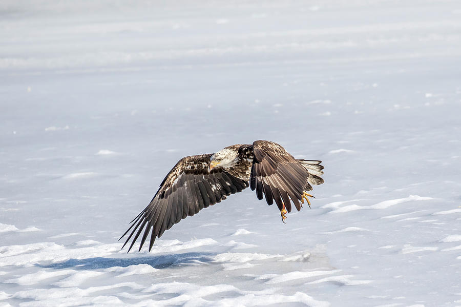 Bald Eagle Flight Photograph by Gary Hall