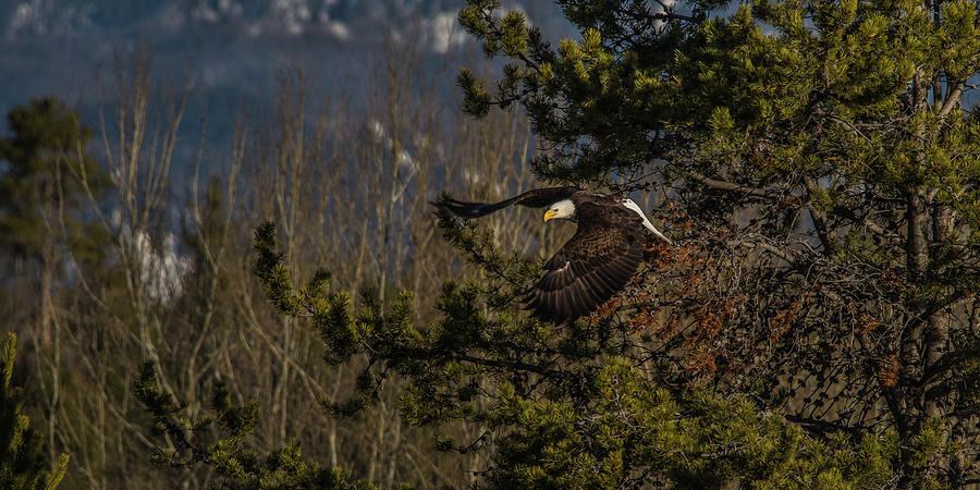 Bald Eagle Flight In Grand Teton Park Photograph by Yeates Photography