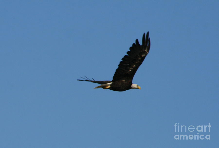 Bald Eagle Photograph - Bald Eagle Flight  by Neal Eslinger