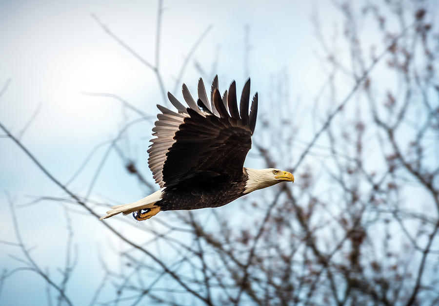 Bald Eagle Flight Photograph by Patrick Wolf
