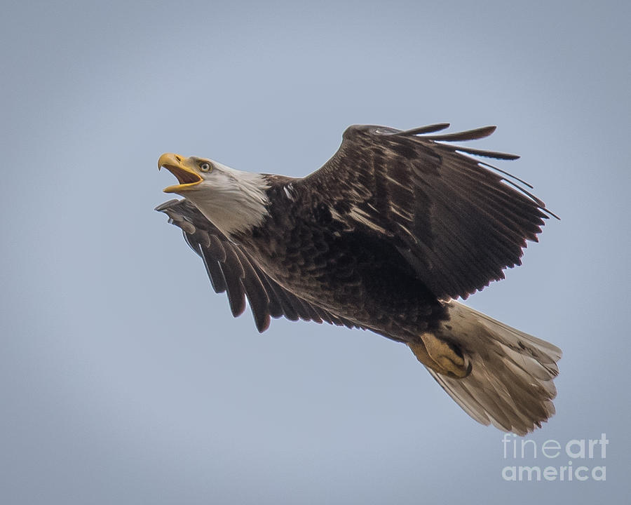 Bald Eagle Fly by 14 Photograph by Ronald Grogan