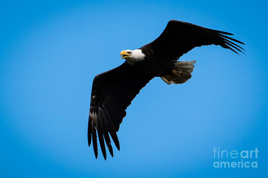 Bald Eagle Fly by 15 Photograph by Ronald Grogan