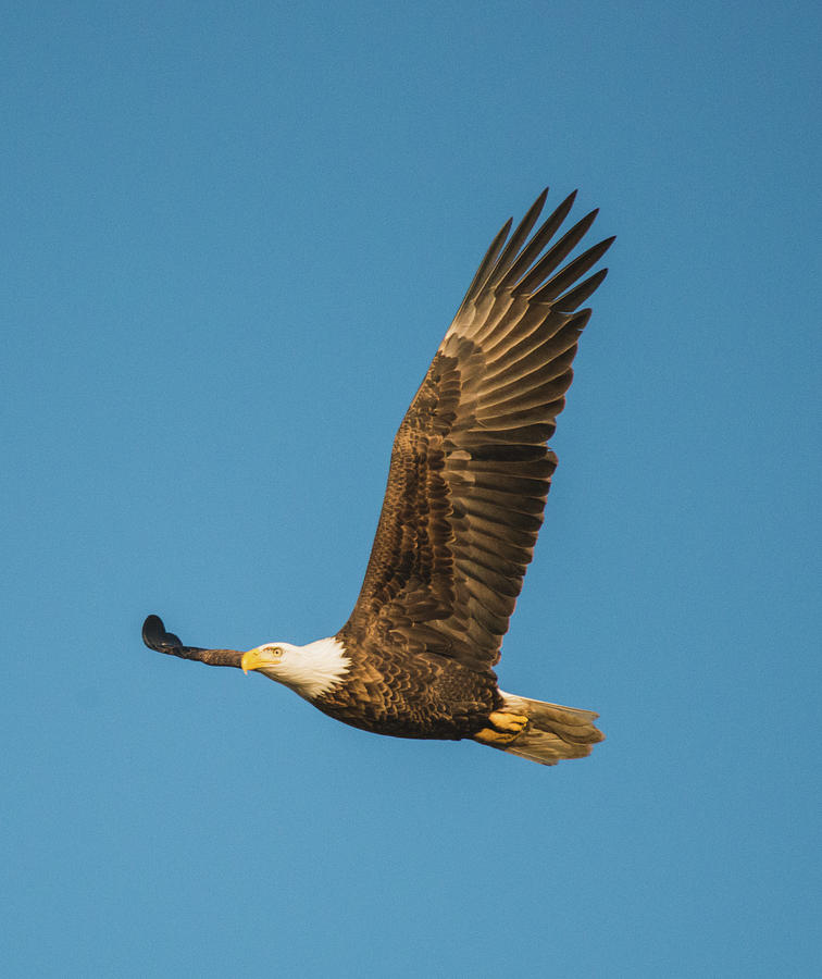 Bald Eagle Fly-By Photograph by Jeff at JSJ Photography