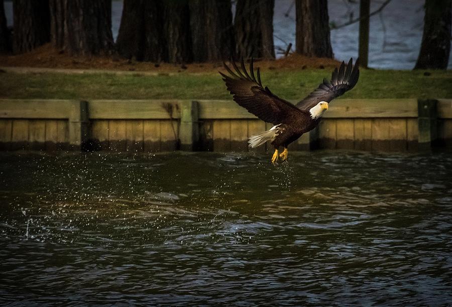 Feather Photograph - Bald Eagle Fly By by Linda Unger
