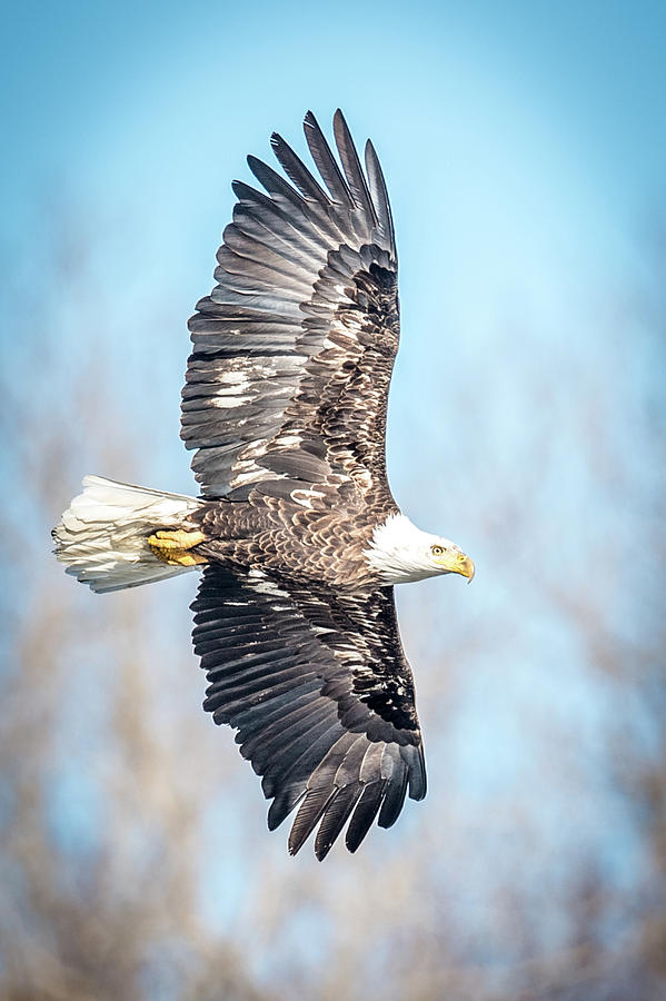 Bald Eagle Fly by Photograph by Paul Freidlund