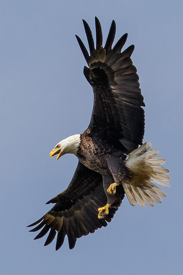 Bald Eagle Flyer Photograph by Phil Stone