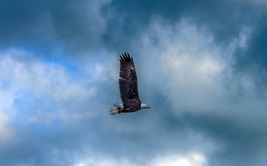 Bald Eagle Flying Across A Cloudy Sky Photograph by William Bitman