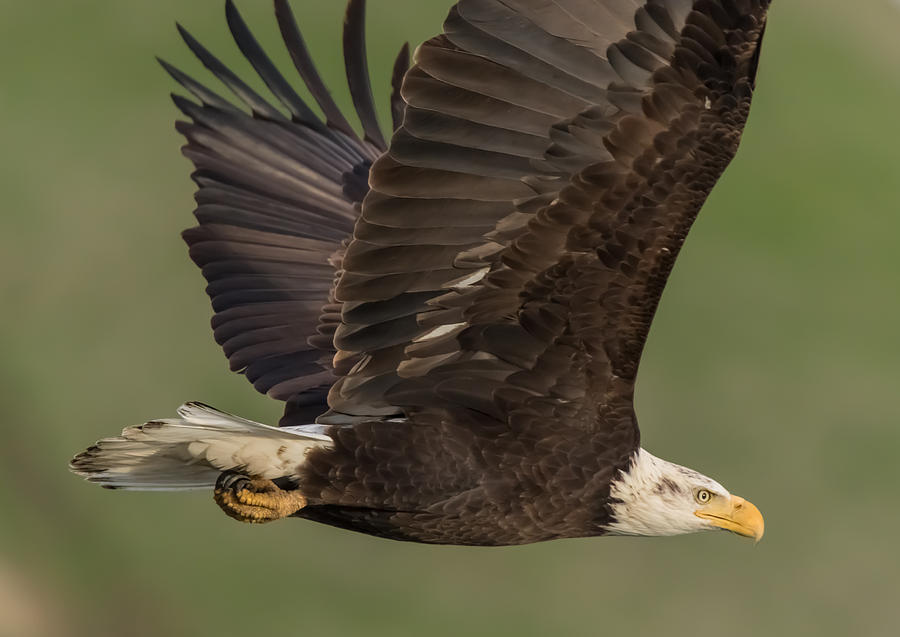 Bald Eagle Flying Against Green Hill Photograph by Marc Crumpler